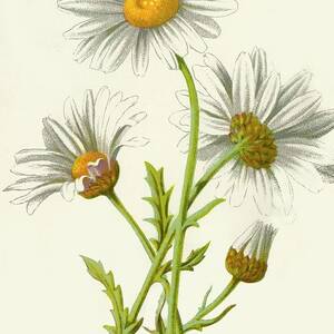 Ox-eye Daisy by Print Collector Ox-eye Daisy by Print Collector