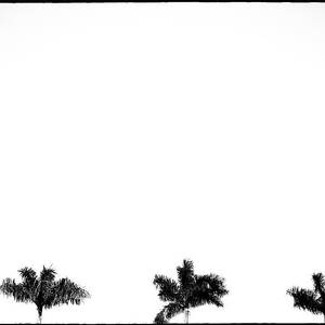 Palm Trees Against White Sky by Laura Diez