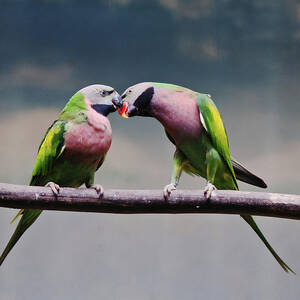 Parrots by Ngkokkeong Photography