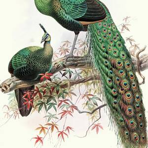 Pavo Muticus by Joseph Smit