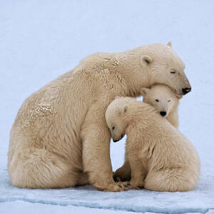 Polar Bear With Twin Cubs Ursus by Johnny Johnson Polar Bear With Twin Cubs Ursus by Johnny Johnson