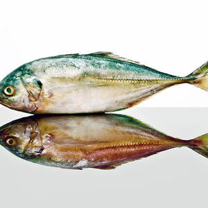 Pollock Fish by Jonathan Kitchen