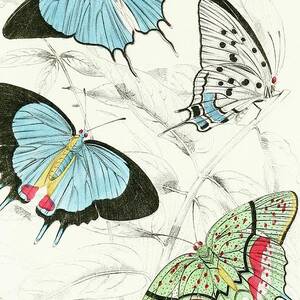 Polyommatus Marsyas,polyommatus Endymion by James Duncan