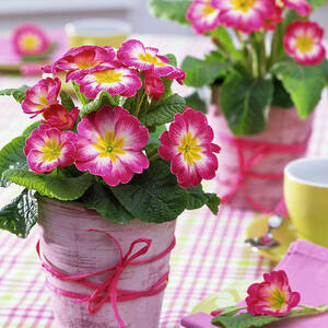 Primula Acaulis spring Primrose, Bast, by Friedrich Strauss