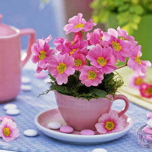 Primula Acaulis spring Primrose In Espresso Cup by Friedrich Strauss