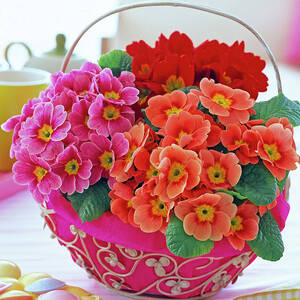 Primula Acaulis spring Primrose In Metal Basket by Friedrich Strauss