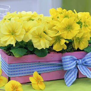 Primula Acaulis spring Primrose In Pink Chip Basket by Friedrich Strauss