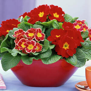 Primula Acaulis spring Primrose In Red Bowl by Friedrich Strauss