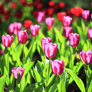Purple And Red Tulips Under Sun Light by Samyaoo