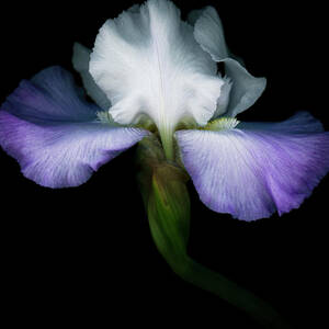 Purple And White Iris Isolated On Black by Ogphoto
