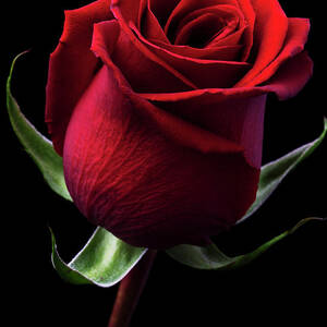 Red Rose by Iwan Tirtha