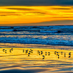 Sandpiper Sunset at Manzanita by Bruce Block