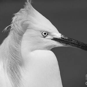 Snowy Egret Portrait Black and White by Stefano Senise