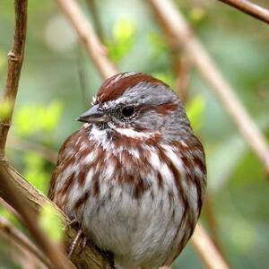 Sparrow In Spring by Judy Bishop - The Travelling Eye