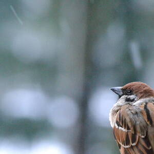 Sparrow On Snow Day by Mai Tsugihara