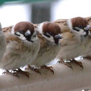 Sparrows Standing In Line by Mai Tsugihara
