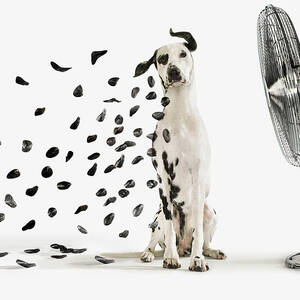 Spots Flying Off Dalmation Dog by Gandee Vasan