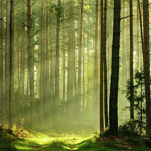 Sunbeams Breaking Through Pine Tree by Avtg Sunbeams Breaking Through Pine Tree by Avtg