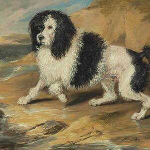Tapageur, The Poodle Belonging To The Honorable Frederick by Sir Edwin Henry Landseer