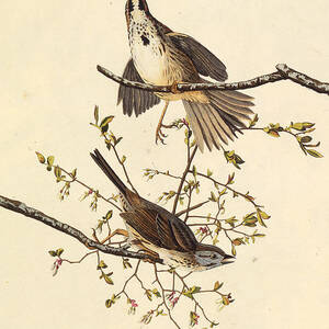 The Song Sparrow From The Birds by Heritage Images