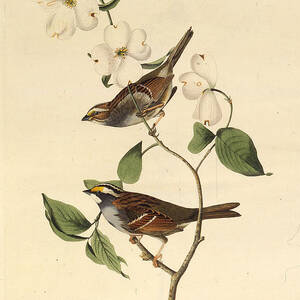 The White-throated Sparrow by Heritage Images