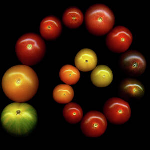 Tomatoes by Photograph By Magda Indigo