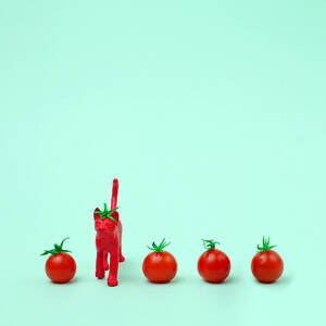 Toy Cat Painted Like A Tomato In Row by Juj Winn