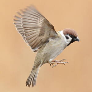 Tree Sparrow In Flight by Akurashashin