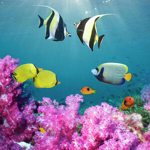 Tropical Reef Fish Over Soft Corals by Georgette Douwma