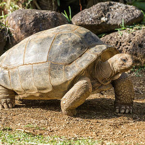 Turtle, La Vanille Nature Park, Mauritius by Marco Arduino