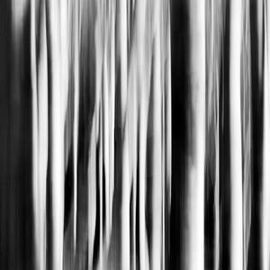 Tuscany, Biogenetic Nature Reserve by Alfonso Della Corte