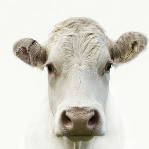 White Cow by Jojo1 Photography