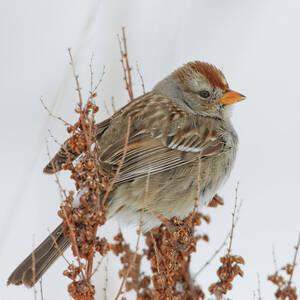 White-crown Sparrow In Snow Storm by David C Stephens