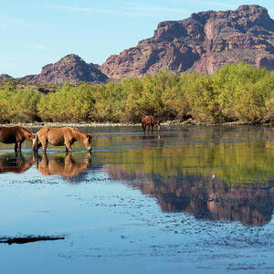 Wild Horses In A River by Kristel Richard