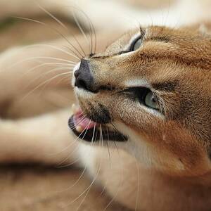 Wildlife, South Africa by Richard Taylor