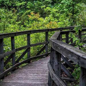 Wooden Path, Wildlife Refuge, Nj by Laura Zeid