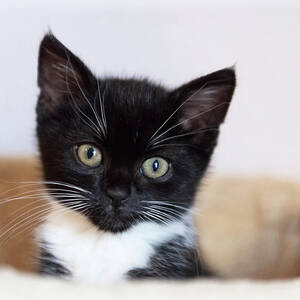 Young Black And White Domestic Cat In A by Heidi Bollich