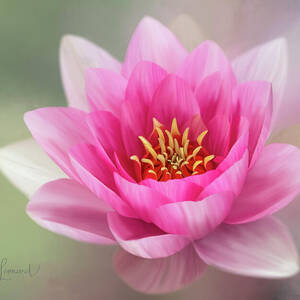 Digitally Painted Water Lily #1 by Sue Leonard