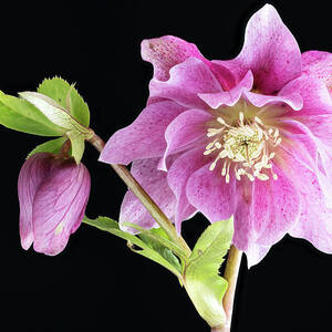 Double Pink Hellebore  #1 by Shirley Mitchell