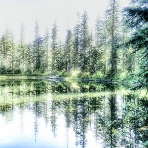 Serene Forest Reflections #1 by Bruce Block