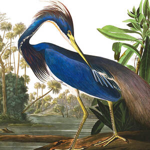 Louisiana Heron by John James Audubon