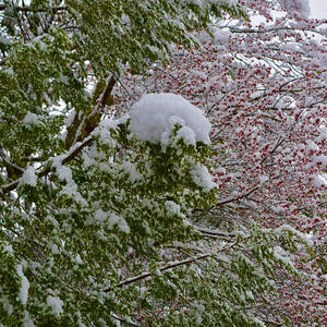 Snowy Evergreens Red Blossoms Vermont by Debra Banks Snowy Evergreens Red Blossoms Vermont by Debra Banks