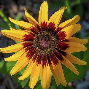 Vibrant Gerb Daisy_4545 by Linda Triplett Vibrant Gerb Daisy_4545 by Linda Triplett