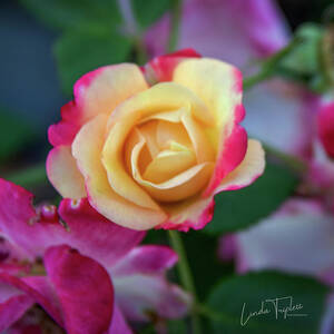 Delicate Yellow-Pink Roses in Garden_4559 by Linda Triplett Delicate Yellow-Pink Roses in Garden_4559 by Linda Triplett