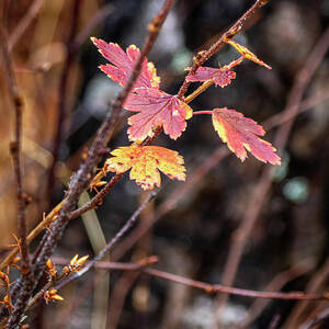 Vibrant Autumn Foliage Lake Superior by Linda Triplett Vibrant Autumn Foliage Lake Superior by Linda Triplett