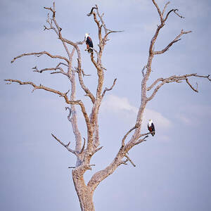 African Fish Eagle Tree on Chobe River by Natural Focal Point Photography African Fish Eagle Tree on Chobe River by Natural Focal Point Photography
