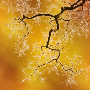 Amber by Moira Risen