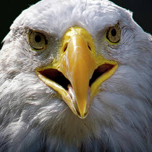 American Bald Eagle Face To Face by Rene Vasquez