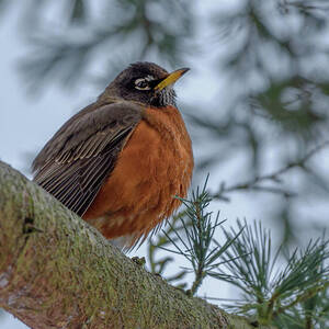 American Robin in Cedar Deodar Tree by Nancy Gleason