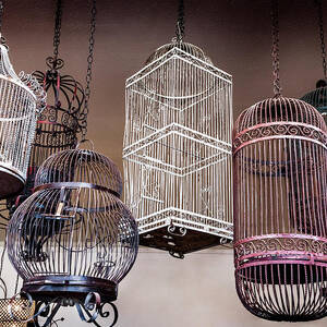 Antique Bird Cage Display by Kelley King